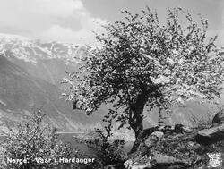 Norge. Vaar i Hardanger.