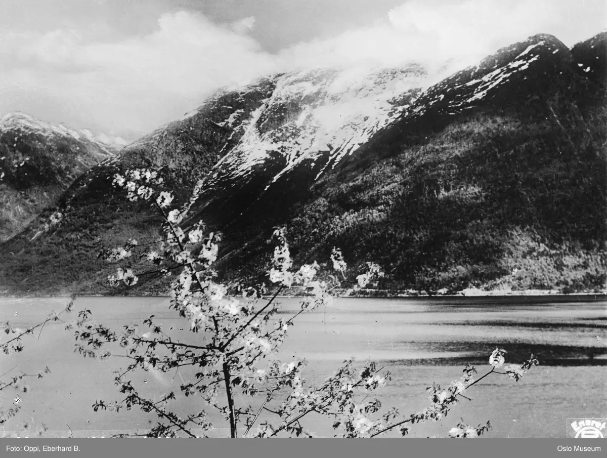 frukttrær, fruktblomstring, fjord, fjell