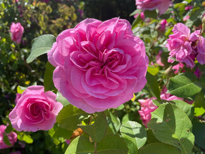 Rosa rose i blomst. 