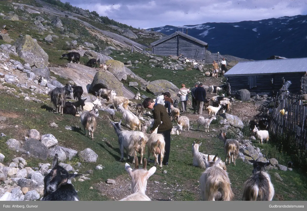 Skjåk 1969.
Mysubyttsetra, geiter