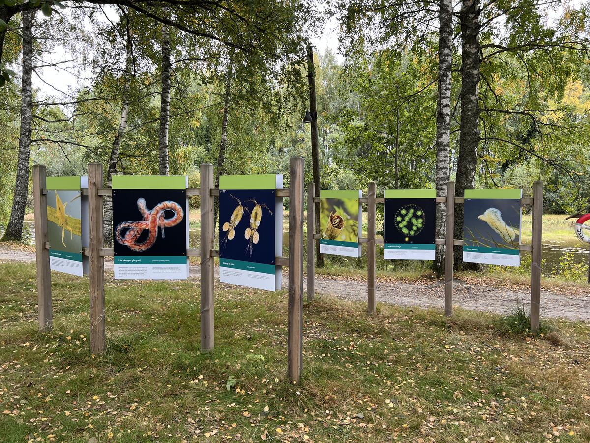 Foto av en uteutstilling med tema skjult naturmangfold i våtmarka