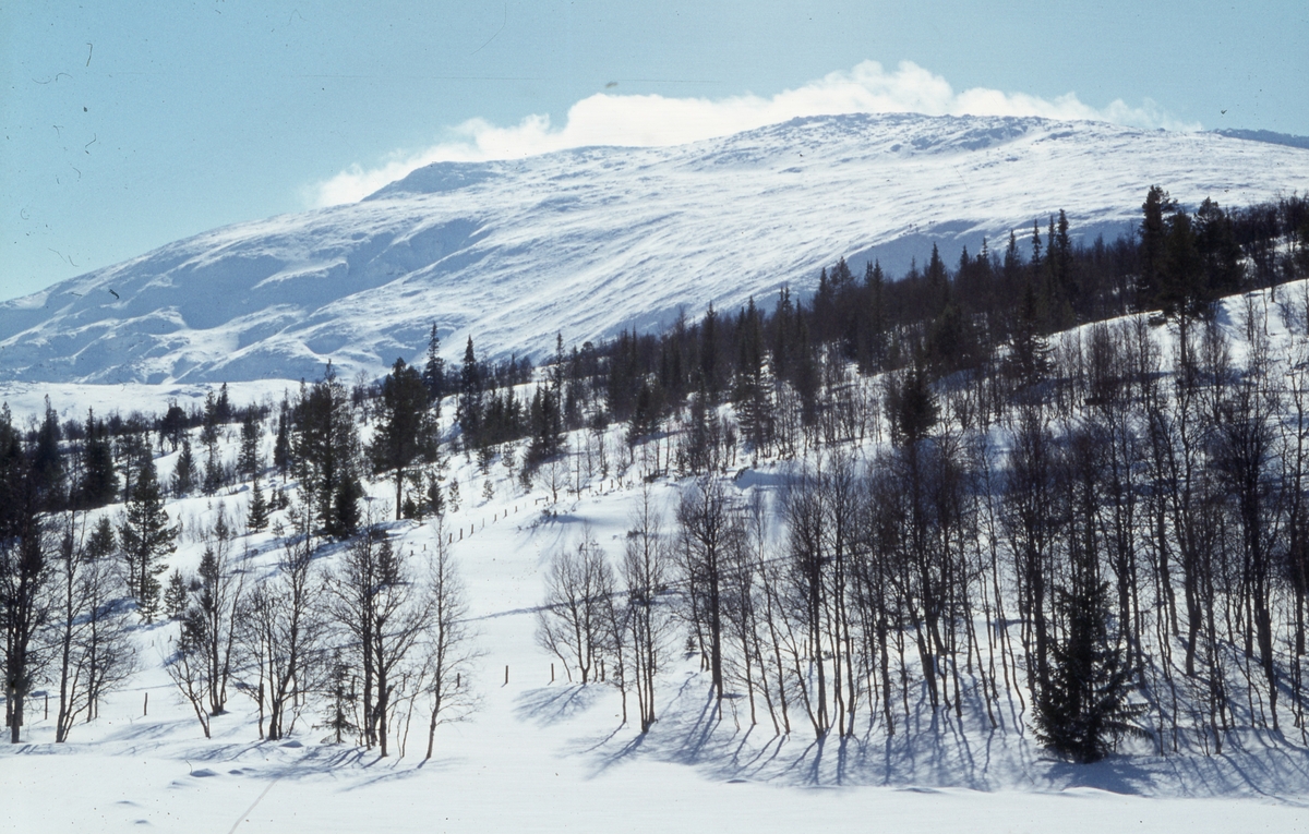 Natur og landskap