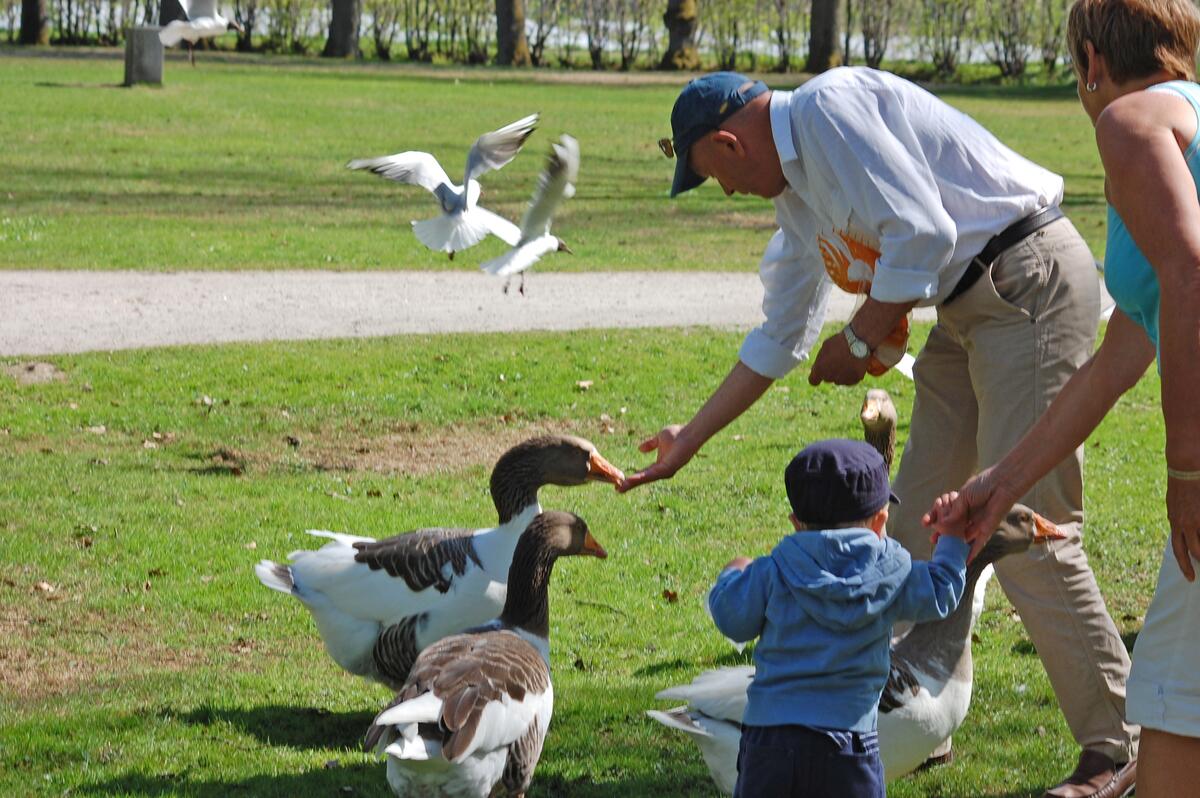 Mating av gjess i Hafslundparken