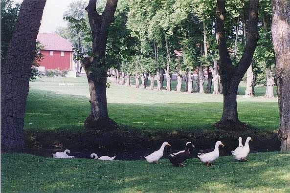 Hafslund hovedgård - parken