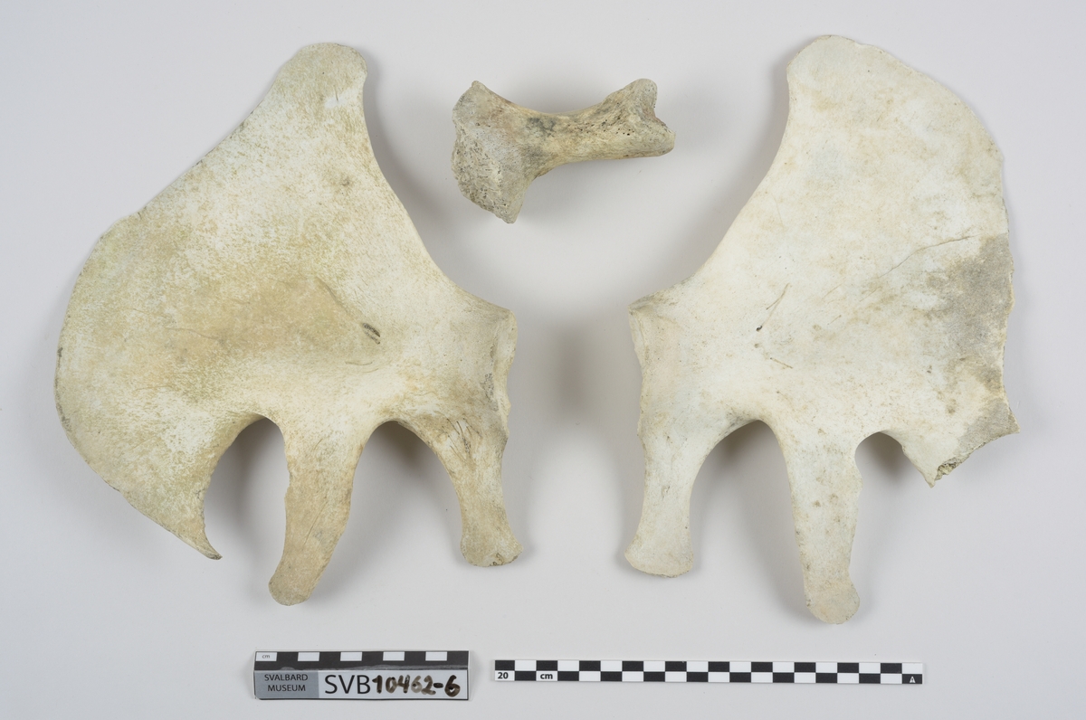 1 brystbein. 1 humerus. 2 skulderblad. 2 kragebein. 16 bein. 21 mellomskivevirvler.