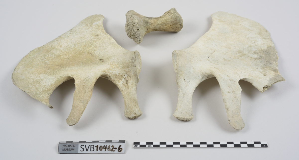1 brystbein. 1 humerus. 2 skulderblad. 2 kragebein. 16 bein. 21 mellomskivevirvler.