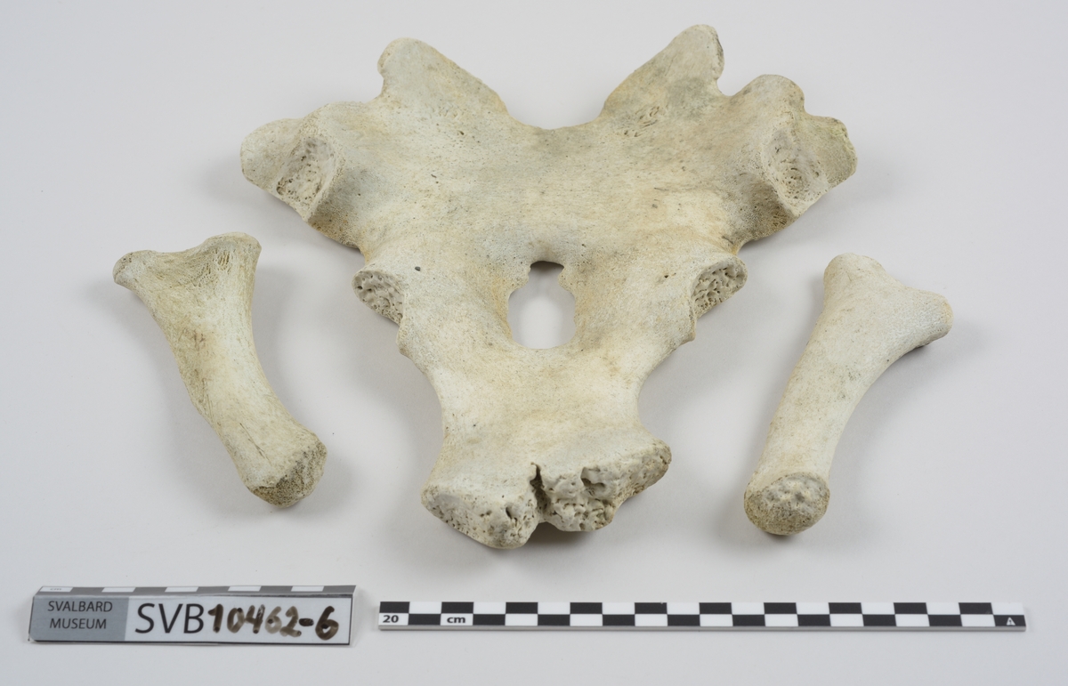 1 brystbein. 1 humerus. 2 skulderblad. 2 kragebein. 16 bein. 21 mellomskivevirvler.