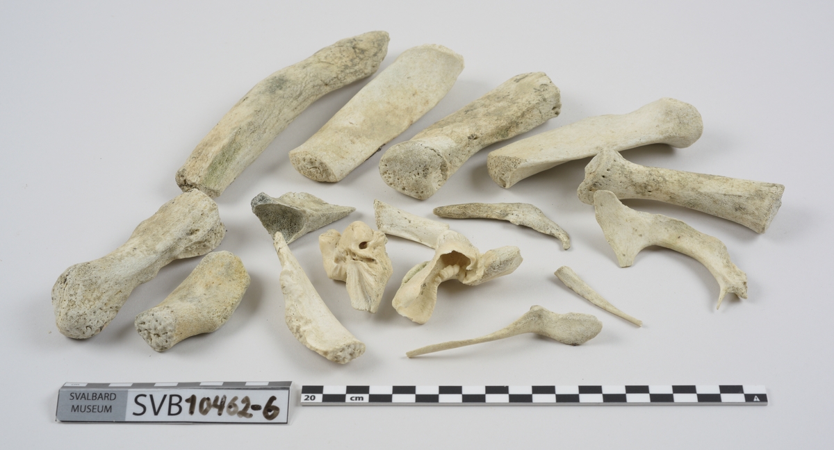 1 brystbein. 1 humerus. 2 skulderblad. 2 kragebein. 16 bein. 21 mellomskivevirvler.