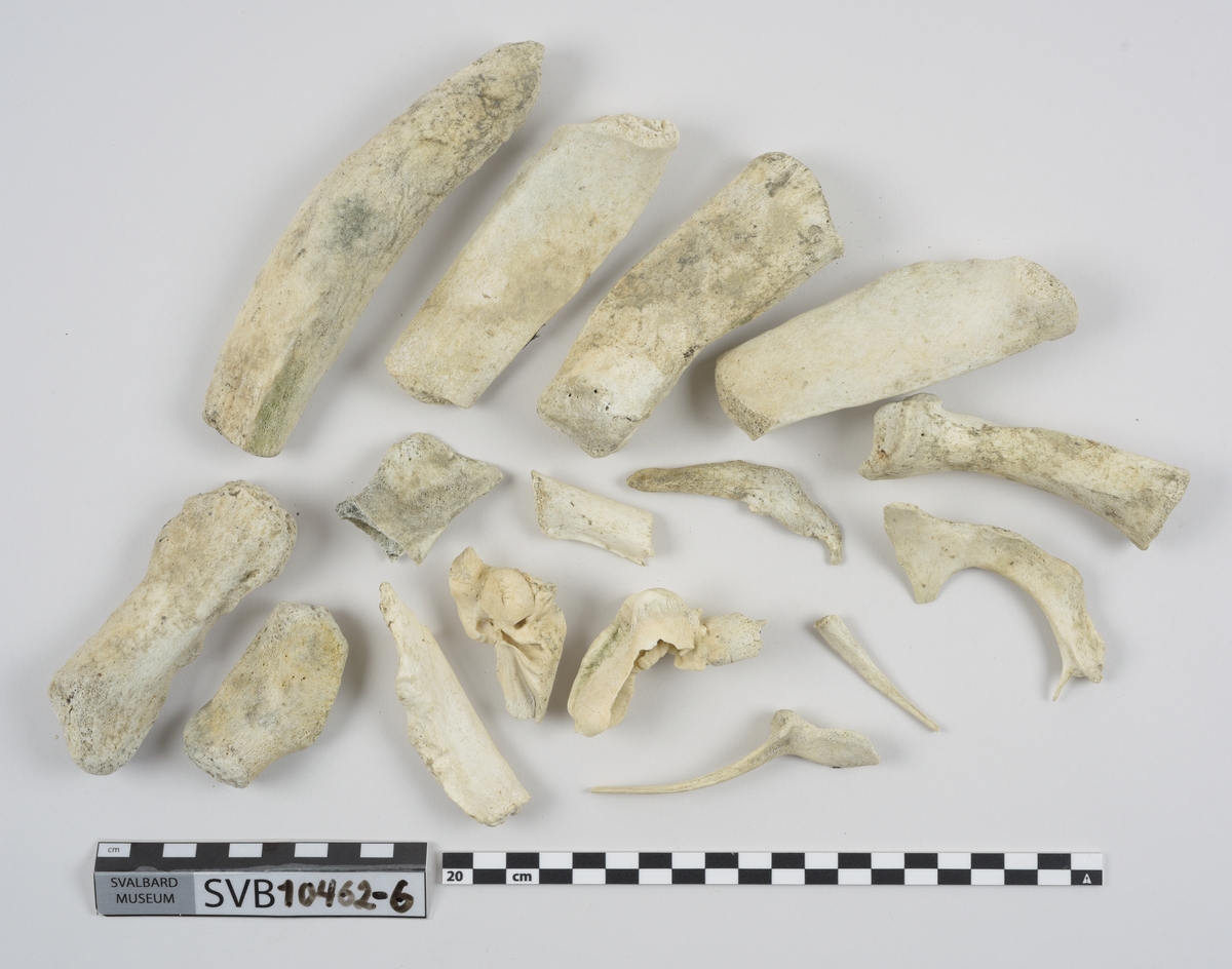 1 brystbein. 1 humerus. 2 skulderblad. 2 kragebein. 16 bein. 21 mellomskivevirvler.