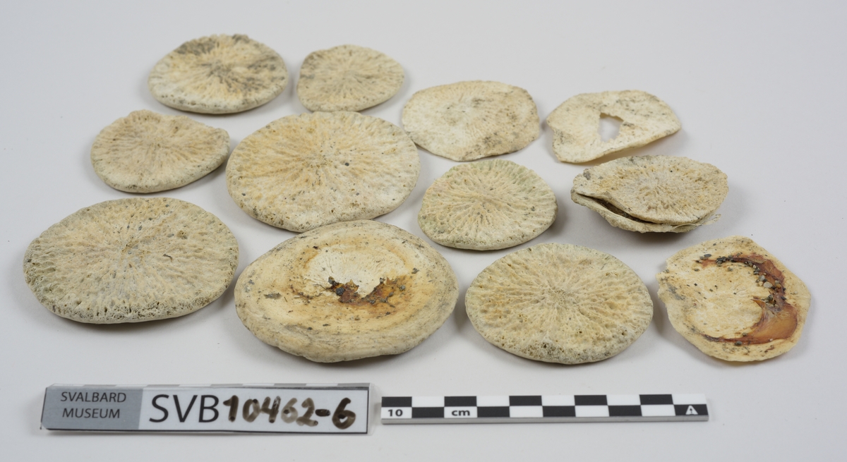 1 brystbein. 1 humerus. 2 skulderblad. 2 kragebein. 16 bein. 21 mellomskivevirvler.