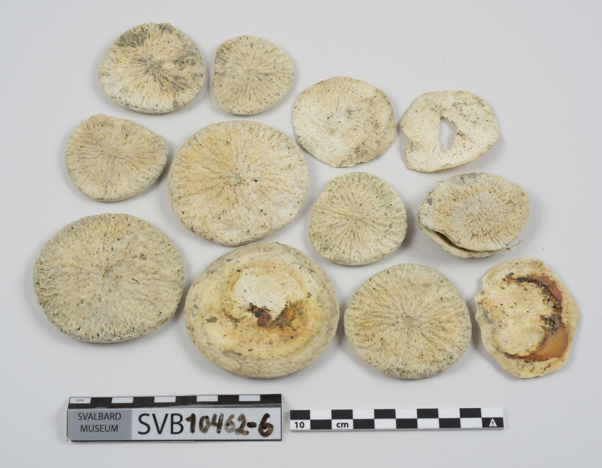 1 brystbein. 1 humerus. 2 skulderblad. 2 kragebein. 16 bein. 21 mellomskivevirvler.