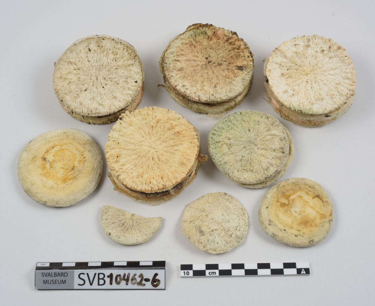 1 brystbein. 1 humerus. 2 skulderblad. 2 kragebein. 16 bein. 21 mellomskivevirvler.