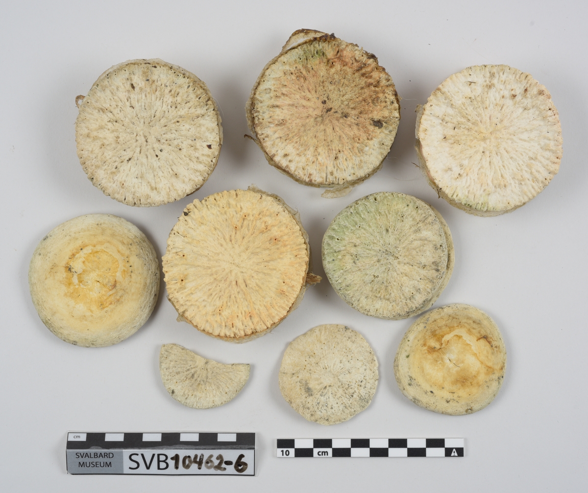 1 brystbein. 1 humerus. 2 skulderblad. 2 kragebein. 16 bein. 21 mellomskivevirvler.
