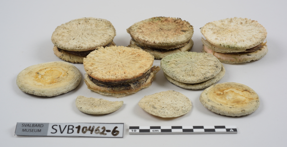 1 brystbein. 1 humerus. 2 skulderblad. 2 kragebein. 16 bein. 21 mellomskivevirvler.
