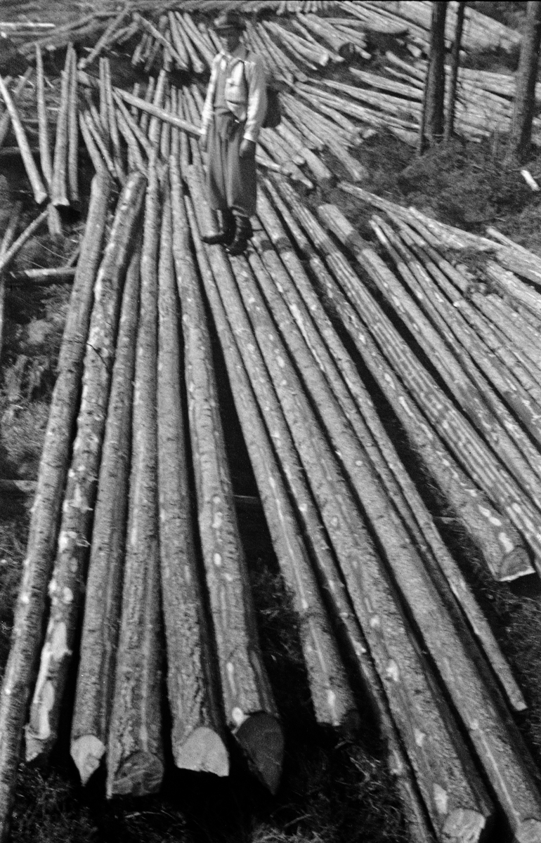 Ingeniøren Kaare Sparby (1904-2001), fotografert stående på en del øksefelt, langt og rettvokst, men forholdsvis grant og ubarket tømmer, antakelig virke som skulle brukes som ved. Fotografiet er tatt ved Veståa. Dette vassdraget har sine øvrste kilder i myrområdene vest for fjellet Blåenga i Våler kommune i Hedmark. Derfra renner Snaråa ut i innsjøen Eidsmangen. Videre renner Fjellåa mot innsjøen Vålmangen. Derfra går Mellomåa mot Åsnesmangen og inn i Åsnes kommune. Fra Åsnesmangen går vassdraget under navnet Veståa sørøstover mot Hukusjøen. Derfra renner vannet i krok og sving under navnet Auståa mot Glomma. I 1943, da dette fotografiet ble tatt, var det innmeldt 88 963 tømmerstokker til fløting i dette vassdraget.

Da dette fotografiet var Sparby fløtingsinspektør for Glomma fellesfløtingsforening i Solør, der han var født og oppvokst, Fra 1950 til 1973 var han direktør for virksomheten med kontor i Oslo.