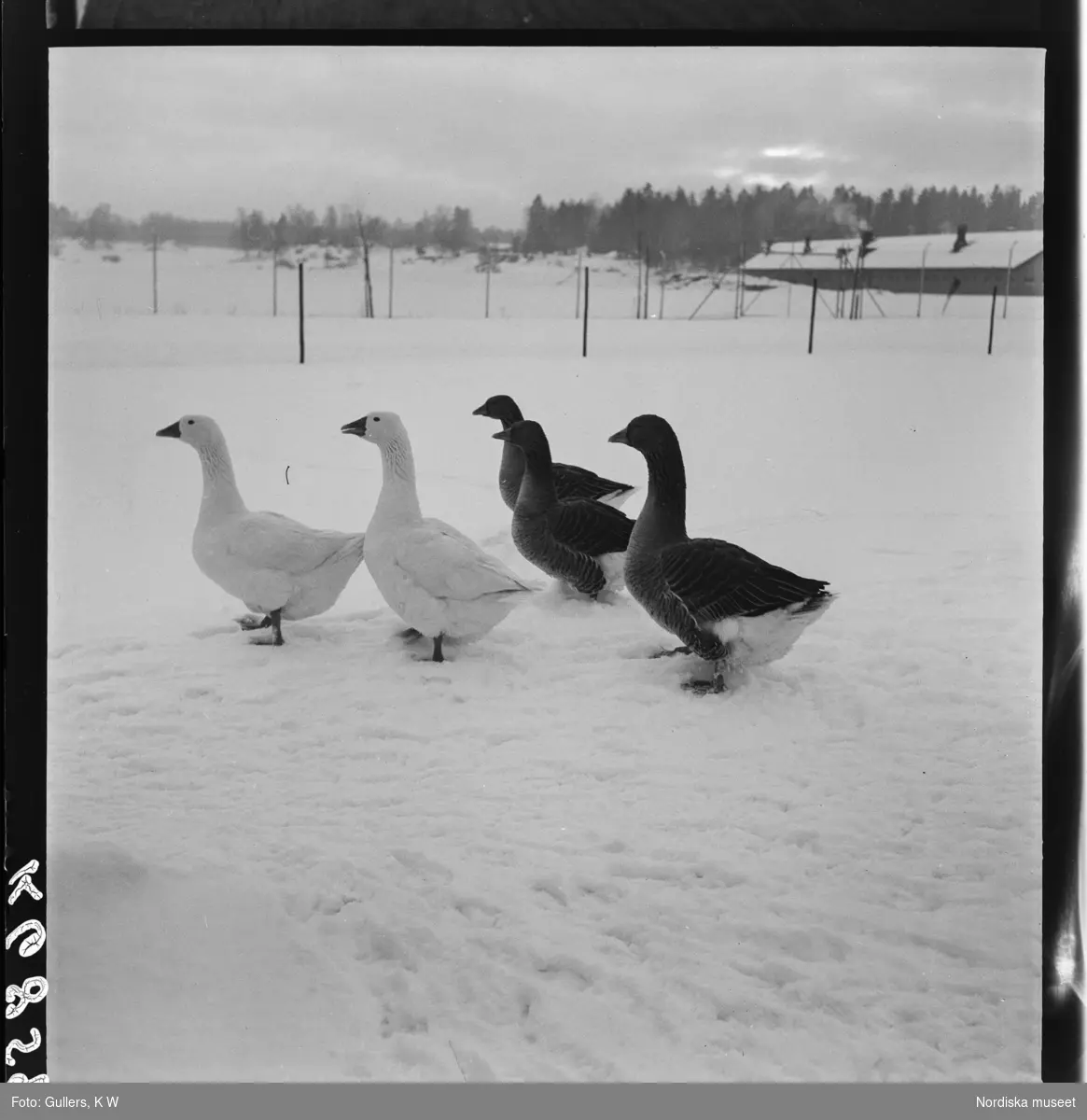 507 E Ultuna Fjäderfälaboratorium. Gäss ute i snö.