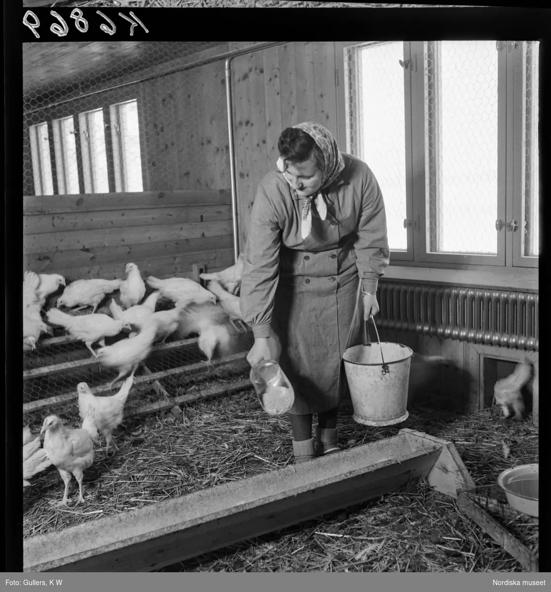 507 E Ultuna Fjäderfälaboratorium. En kvinna utfodrar hönor.