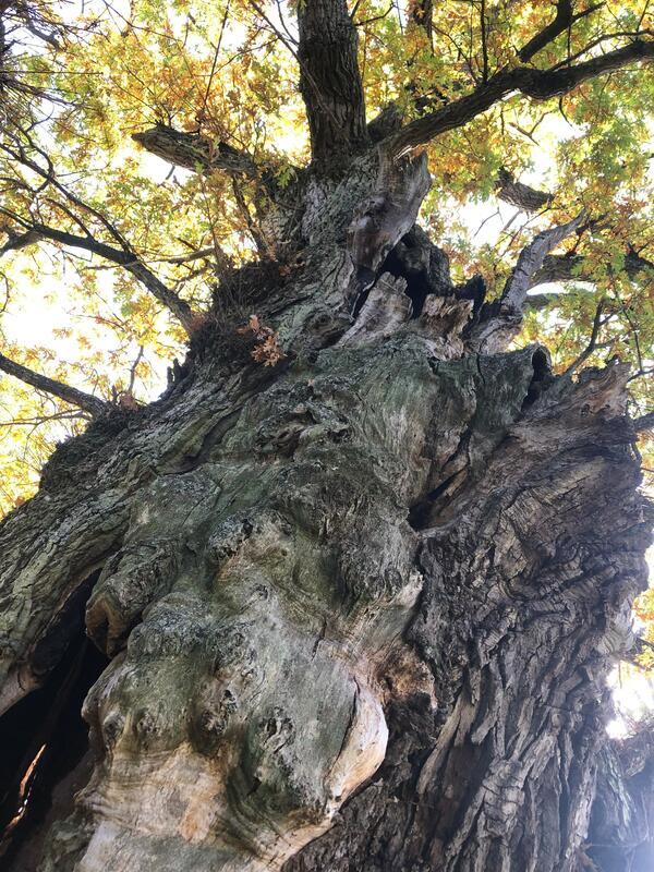 Stor, tykk og delvis hul eikestamme med grener og grønne blader på toppen. Fotografi