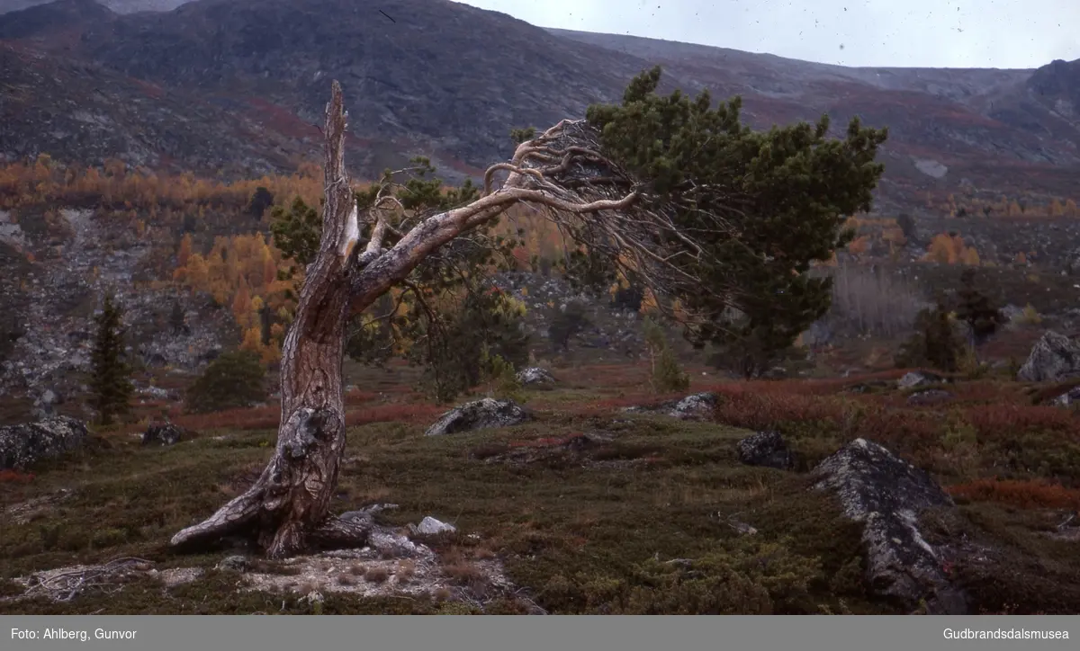 Lom 1977
Furu i Finndalen