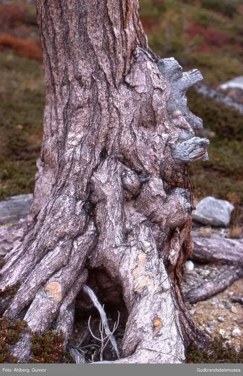 Lom 1977
Fururot med stein i Finndalen