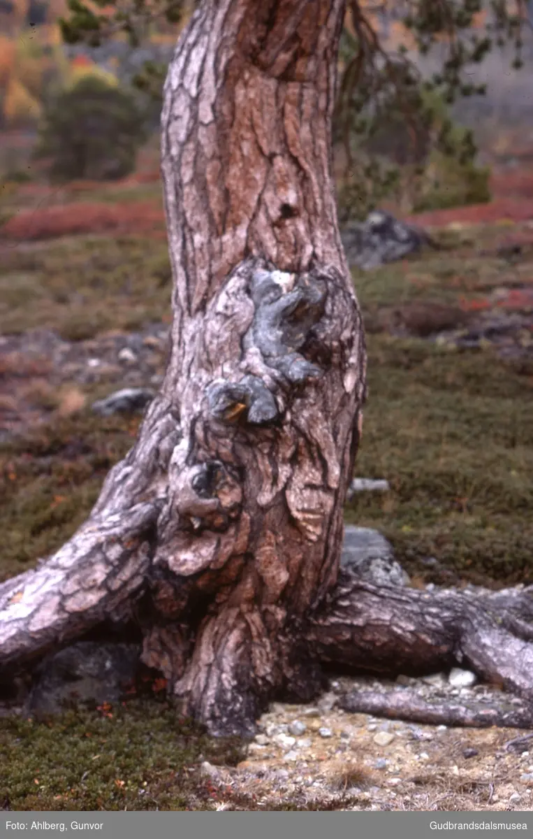 Lom 1977
Furudetalj, Finndalen