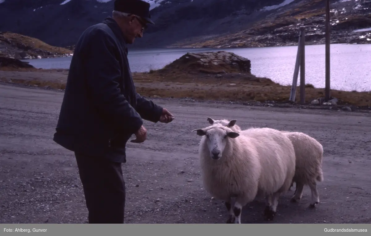 Luster 1978
Sognefjellet. Steinbu ved Øvre Hervavatnet. Svein Løkken helsar på sauer.