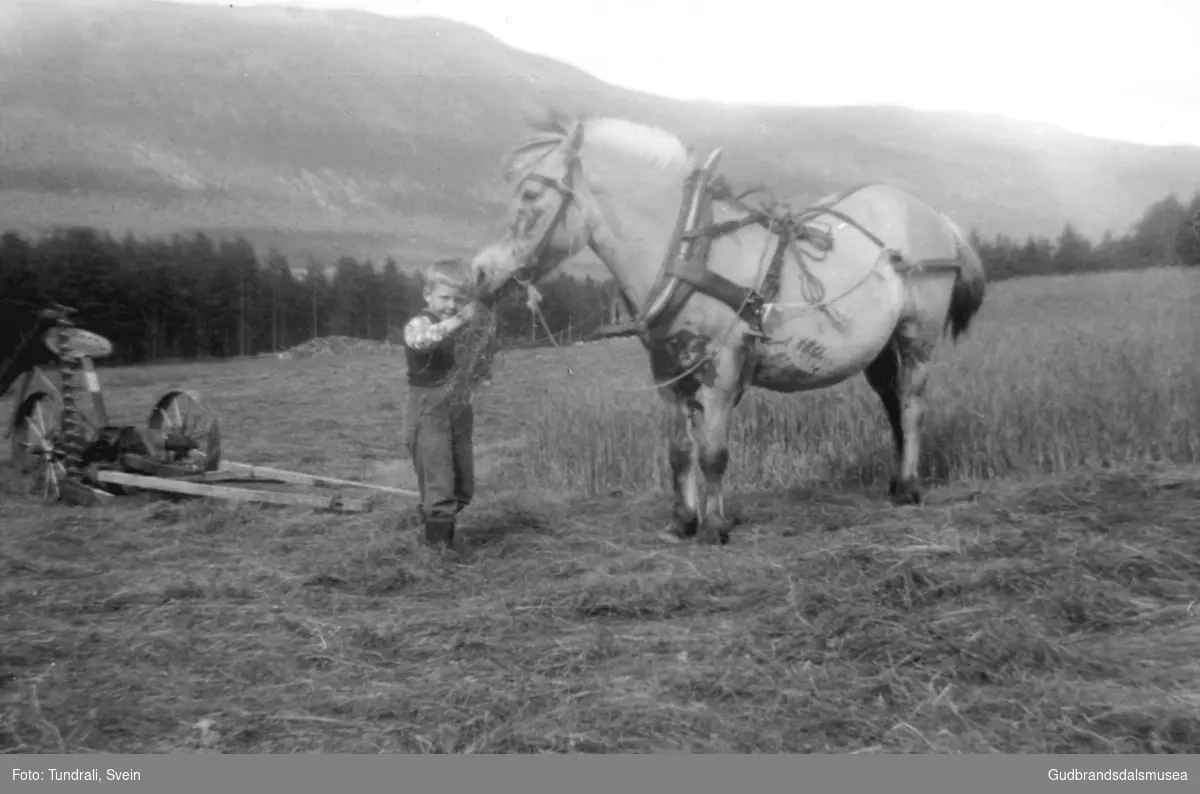 Hallstein Kvitingen (f. 1955) med hest på Kvittingen ca. 1960