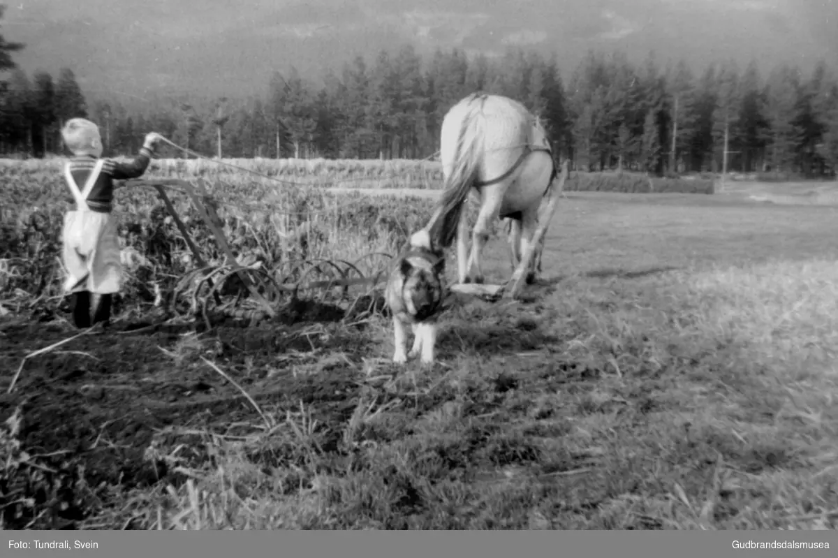 Hallstein Kvitingen (f. 1955) horvar med hest på Kvittingen