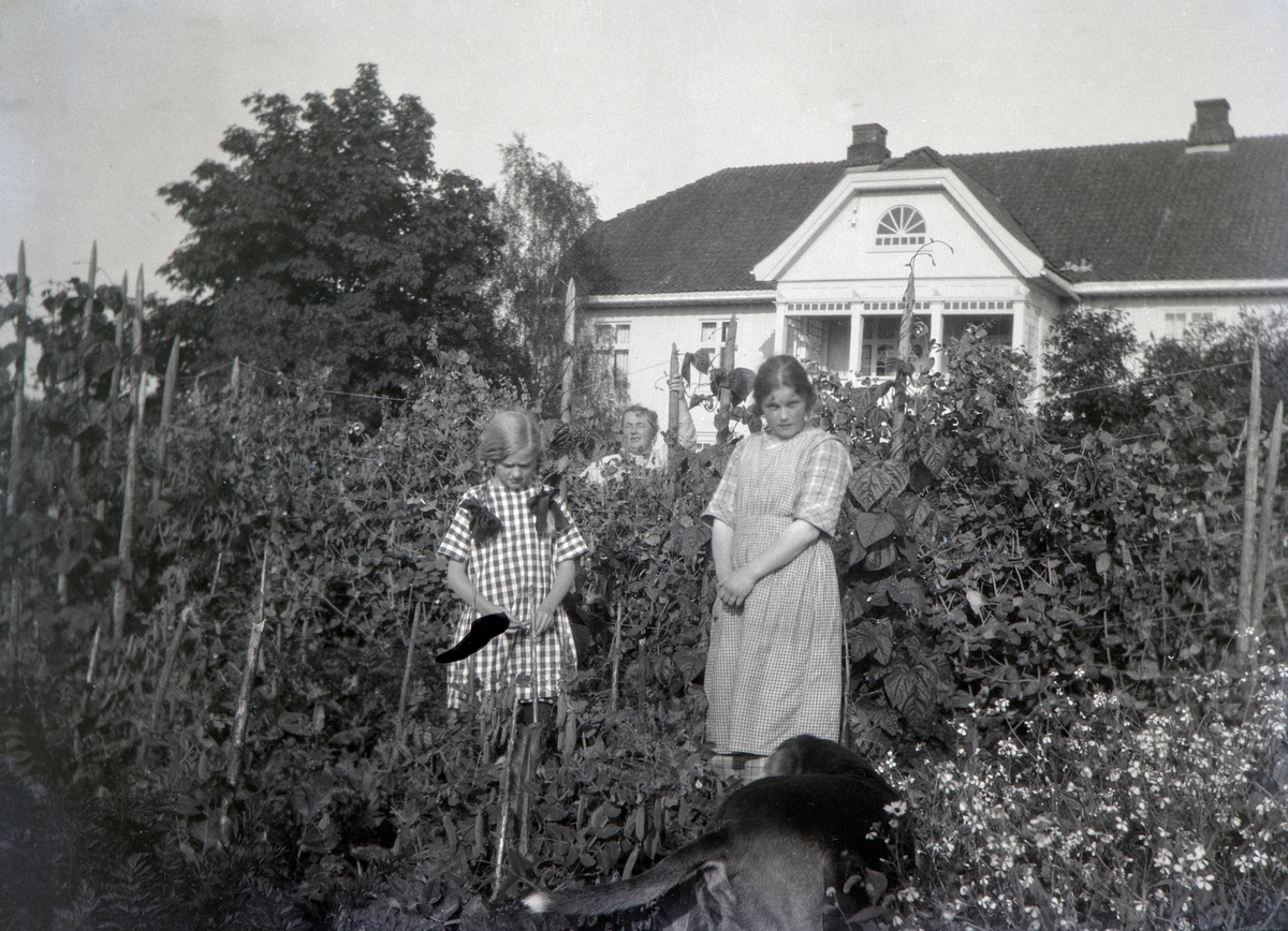 Kjøkkenhagen på Nordre Ottestad ca 1920. Fra venstre: Andrea Margrethe Glærum, født Gjestvang (1914-1993) bak står Ella Gjestvang, født Eli Såstad (1881-1949) Jenta til høyre er ukjent.  Sukkererter,