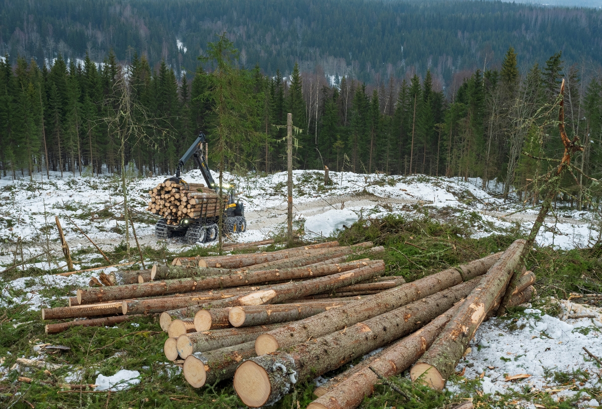 Skogsdrift. Nær Fallsyringsbakken i Åstdalen, Åmot kommune, Innlandet.