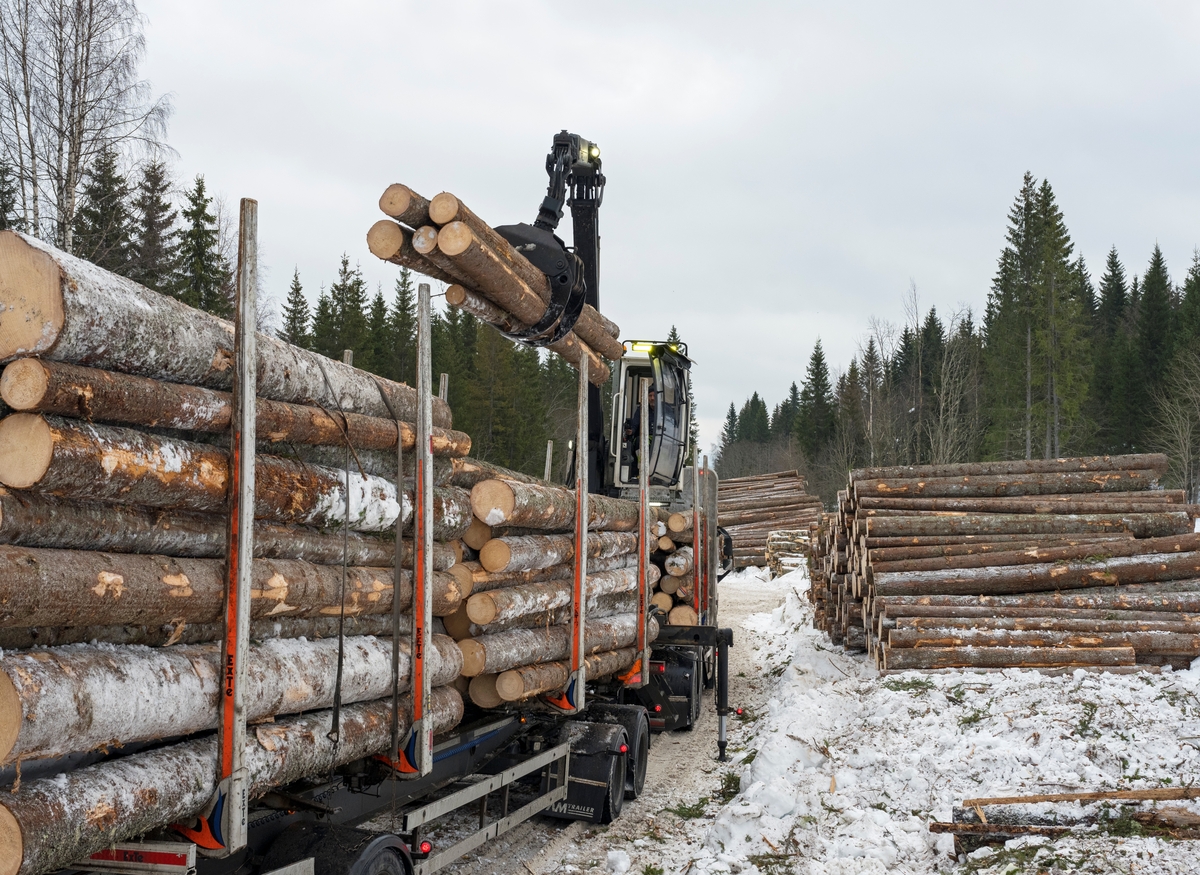 Skogsdrift. Nær Fallsyringsbakken i Åstdalen, Åmot kommune, Innlandet.