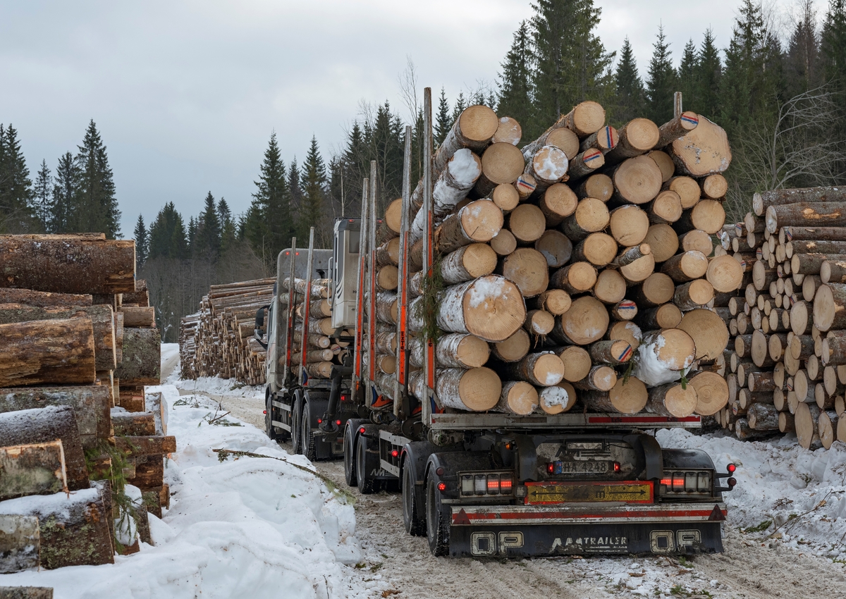 Skogsdrift. Nær Fallsyringsbakken i Åstdalen, Åmot kommune, Innlandet. Her er Rune Løvlien Hagas lastebil klar for transportetappen til Moelven Vålers sagbruk på Braskereidfoss.