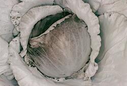 Colors toward the end (grønnsaker)