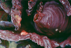 Colors toward the end (grønnsaker)