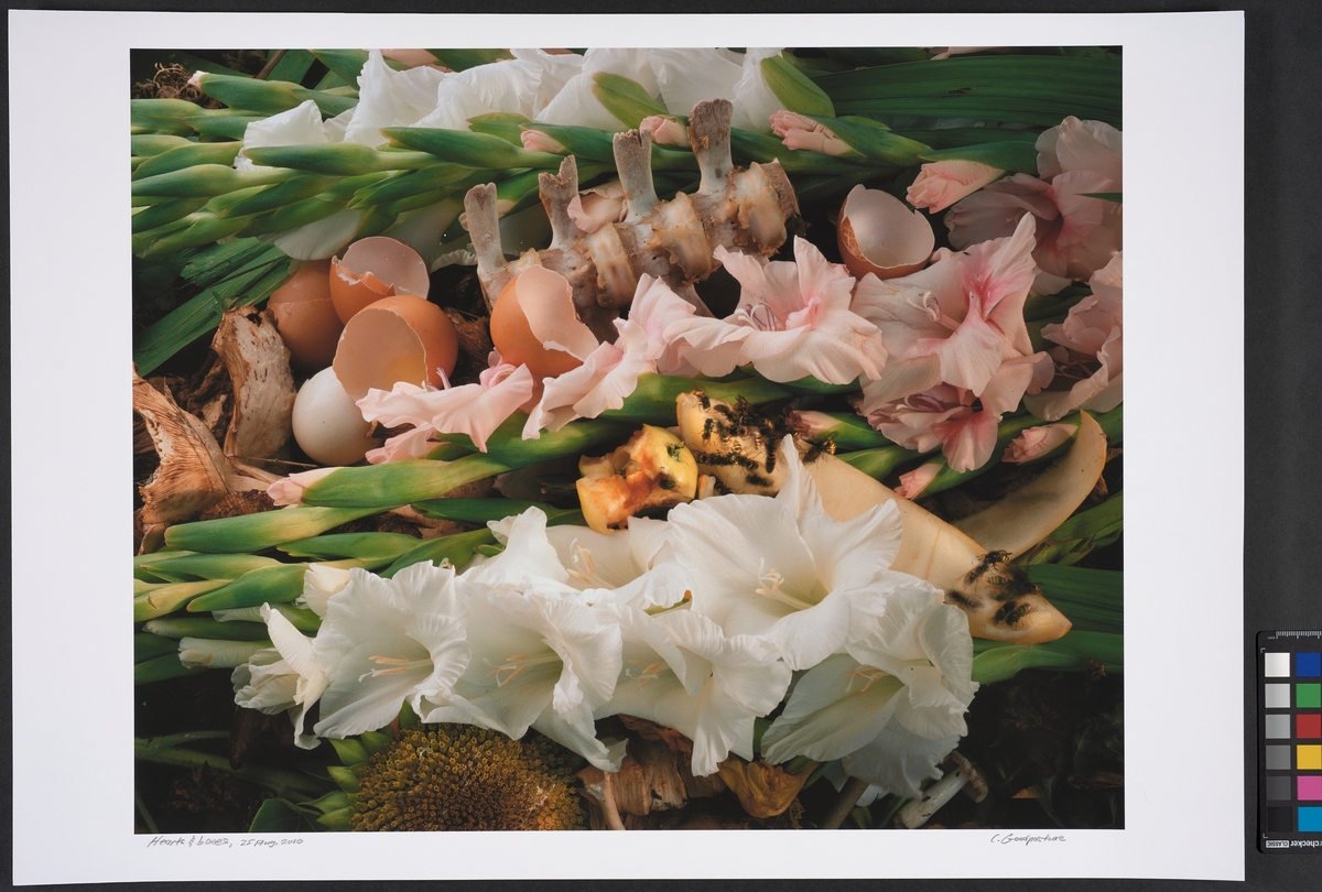 Komposthaug med blomster, beinrester og frukt. Inngår i serien "Compost".