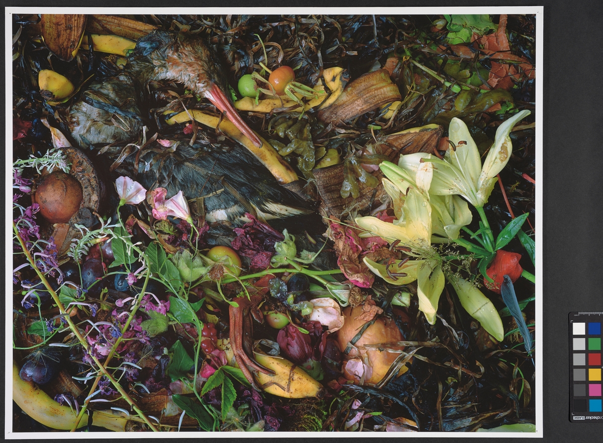 Komposthaug med en død and, blomster, grønnsaker og frukt. Inngår i serien "Compost".