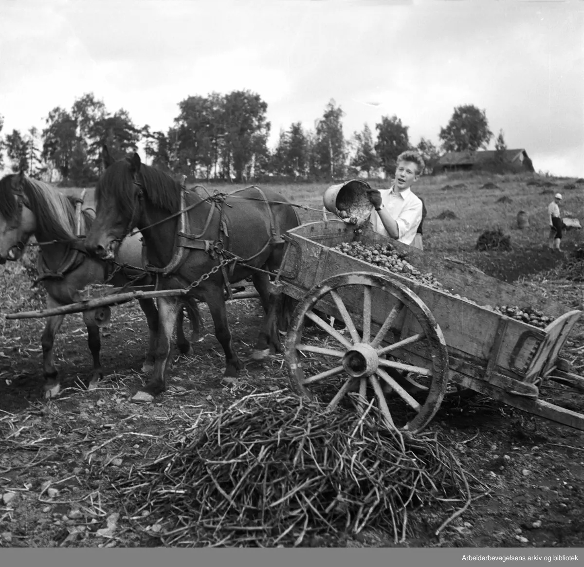 "Ungdommens arbeidstiltak". Medlemmer av Torshov AUL plukker poteter på Alfaset. 25. september 1950.