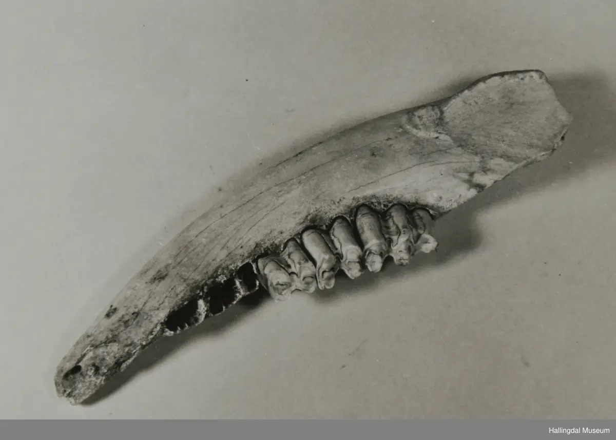 Kjakabeinet av ein hest, 3 jeklar sit fast i det.