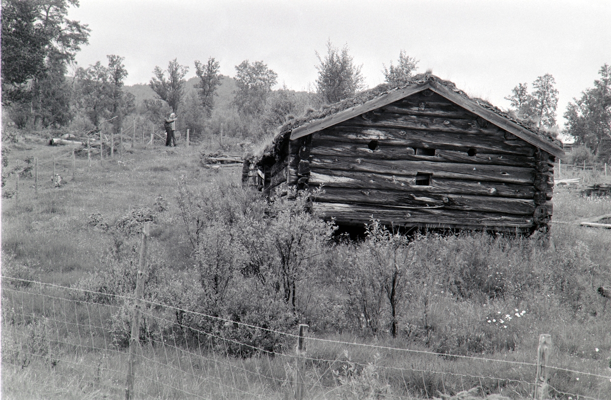 Åsvollen, Vingelen, Tolga. (Åsan (på Åsom) setergrend, Stortrøvollen, Vingelen, Tolga)