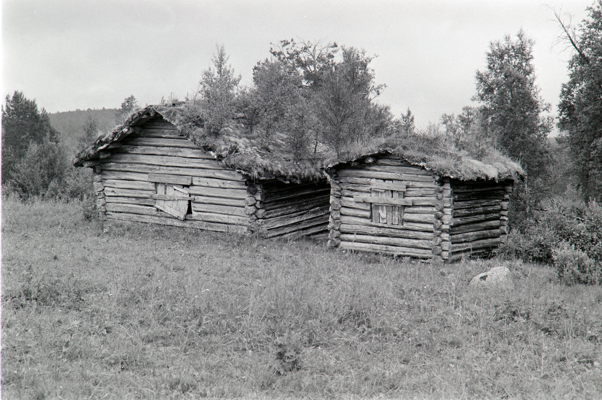 Åsvollen, Vingelen, Tolga. (Åsan (på Åsom) setergrend, Stortrøvollen, Vingelen, Tolga)