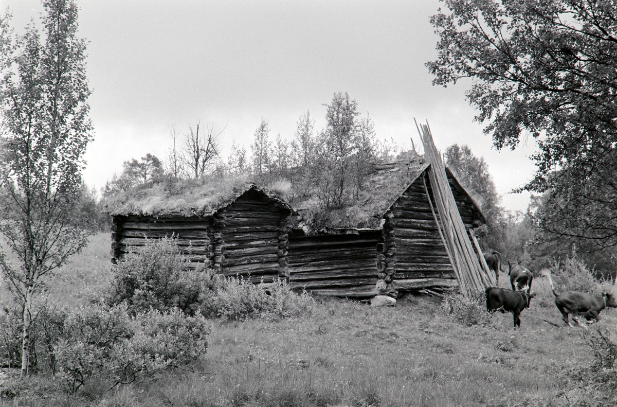 Åsvollen, Vingelen, Tolga. (Åsan (på Åsom) setergrend, Stortrøvollen, Vingelen, Tolga)