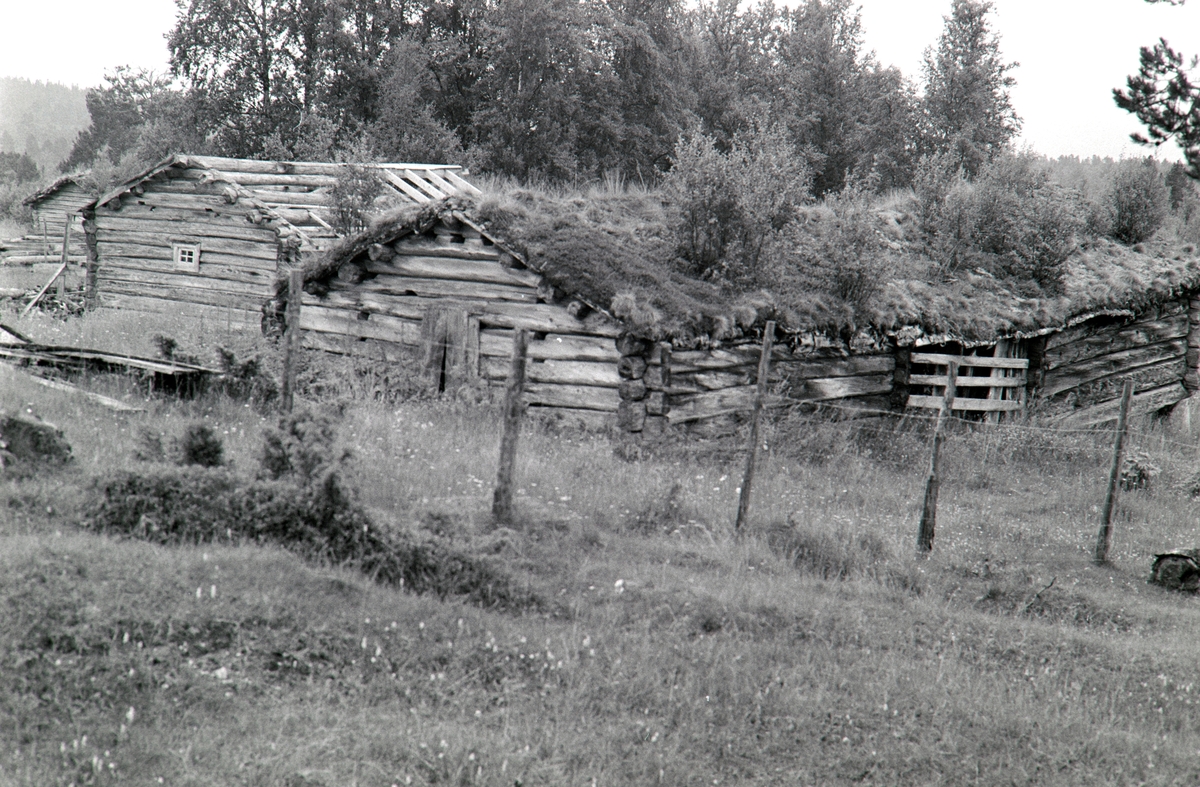 Åsvollen, Vingelen, Tolga. (Åsan (på Åsom) setergrend, Stortrøvollen, Vingelen, Tolga)