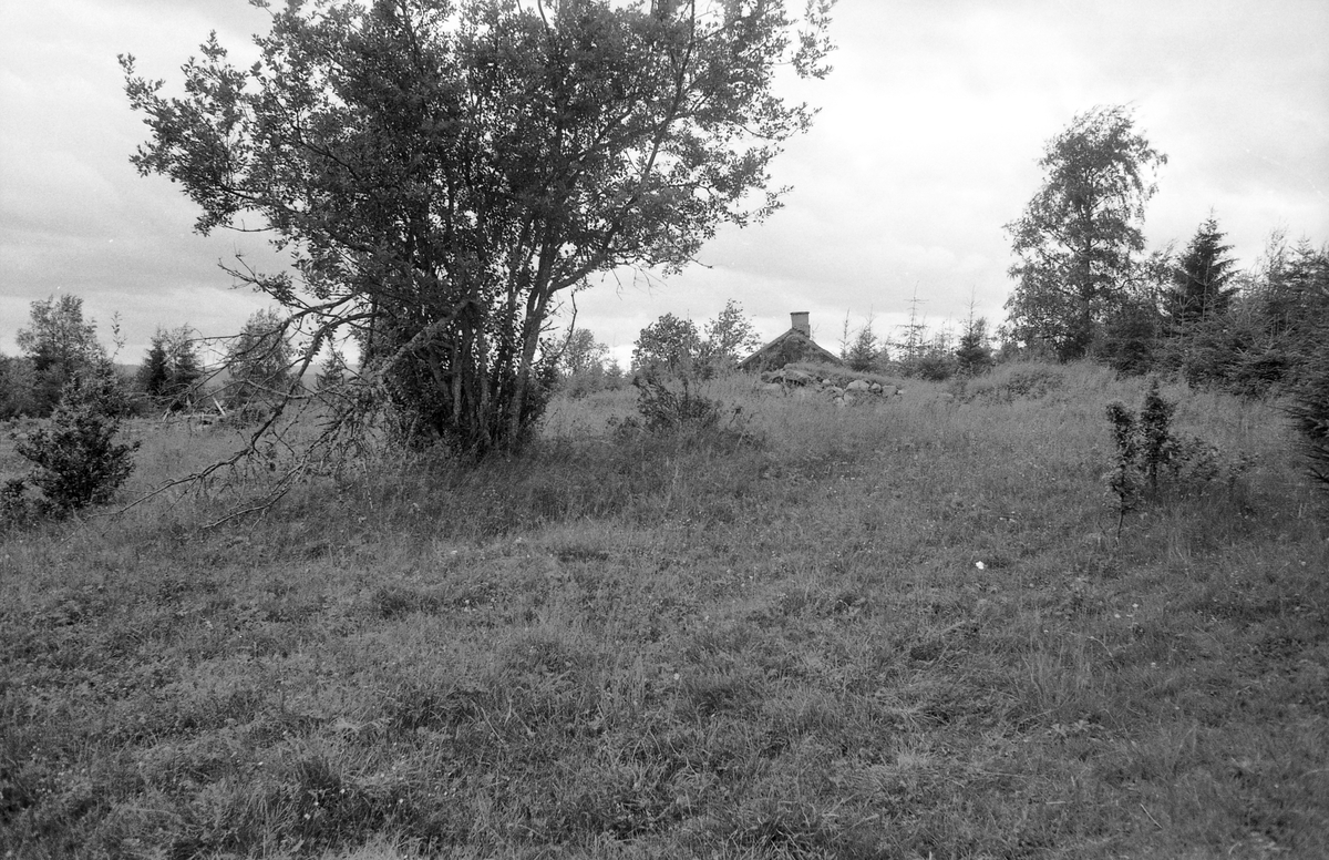 LØVBERGET, NOTLIA, GRUE FINNSKOG i Solør. F. O. M. 12292 T. O. M. 12302. 
