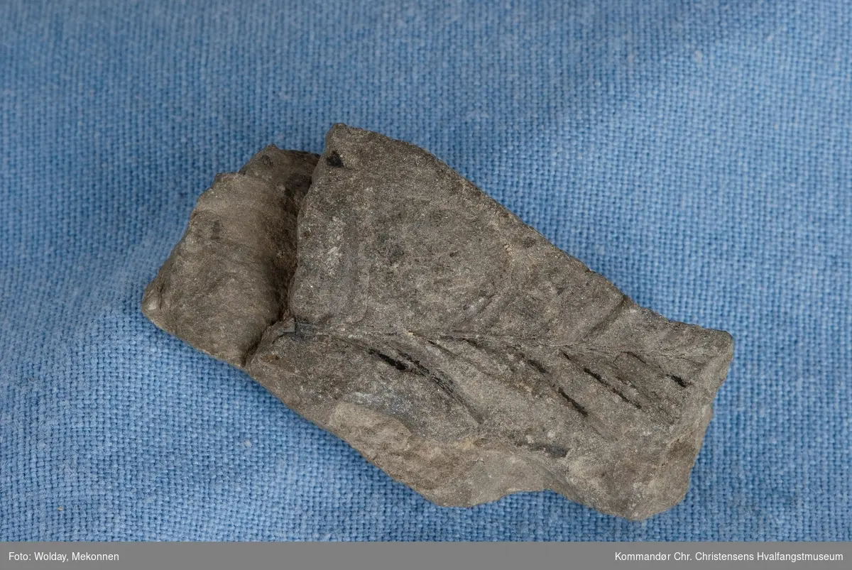 Fossil