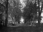 Från Griftegården i Linköping. Året är 1901 och de nära 100 år gamla almarna skuggar besökare och håller stadens ljud ute. I fonden skymtar Allhelgonakapellet.