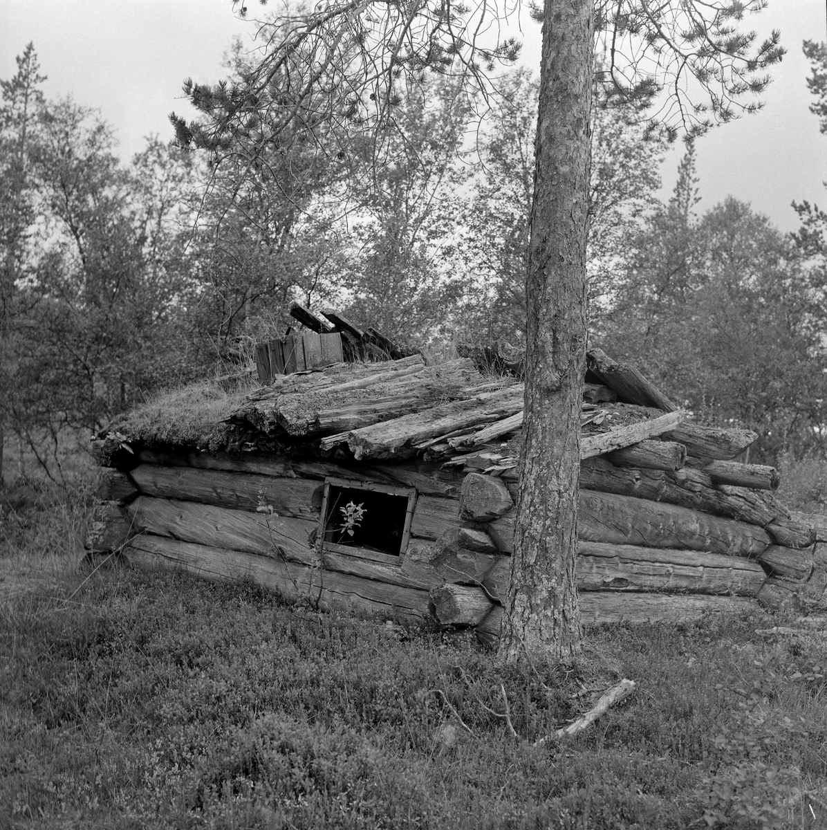 Forfallen ljørkoie med i Misterdalen i Rendalen, fotografert i 1968. Koia ser ut til å ha vært bygd av forholdsvis grovt, gammelt furutømmer. Endene på flere av laftehodene er skrådde, antakelig formet da trærne ble felt med øks. Koia hadde saltak som var ser ut til å ha vært tekket med halvkløvninger, antakelig lagt etter under- og overliggerprinsippet. Som ljørkoie hadde denne to uvanlige trekk: Den hadde ikke åre midt i rommet, men i det ene hjørnet, noe vi også ser ved at åren, ljøråpningen, er plassert ved den ene enden av taket, omgitt av oppstikkende trevegger som skulle hindre at røyken slo ned i rommet igjen når det kom et vinddrag. Det andre uvanlige trekket ved denne ljørkoia er vindusåpningen på den langveggen som vendte mot fotografen.