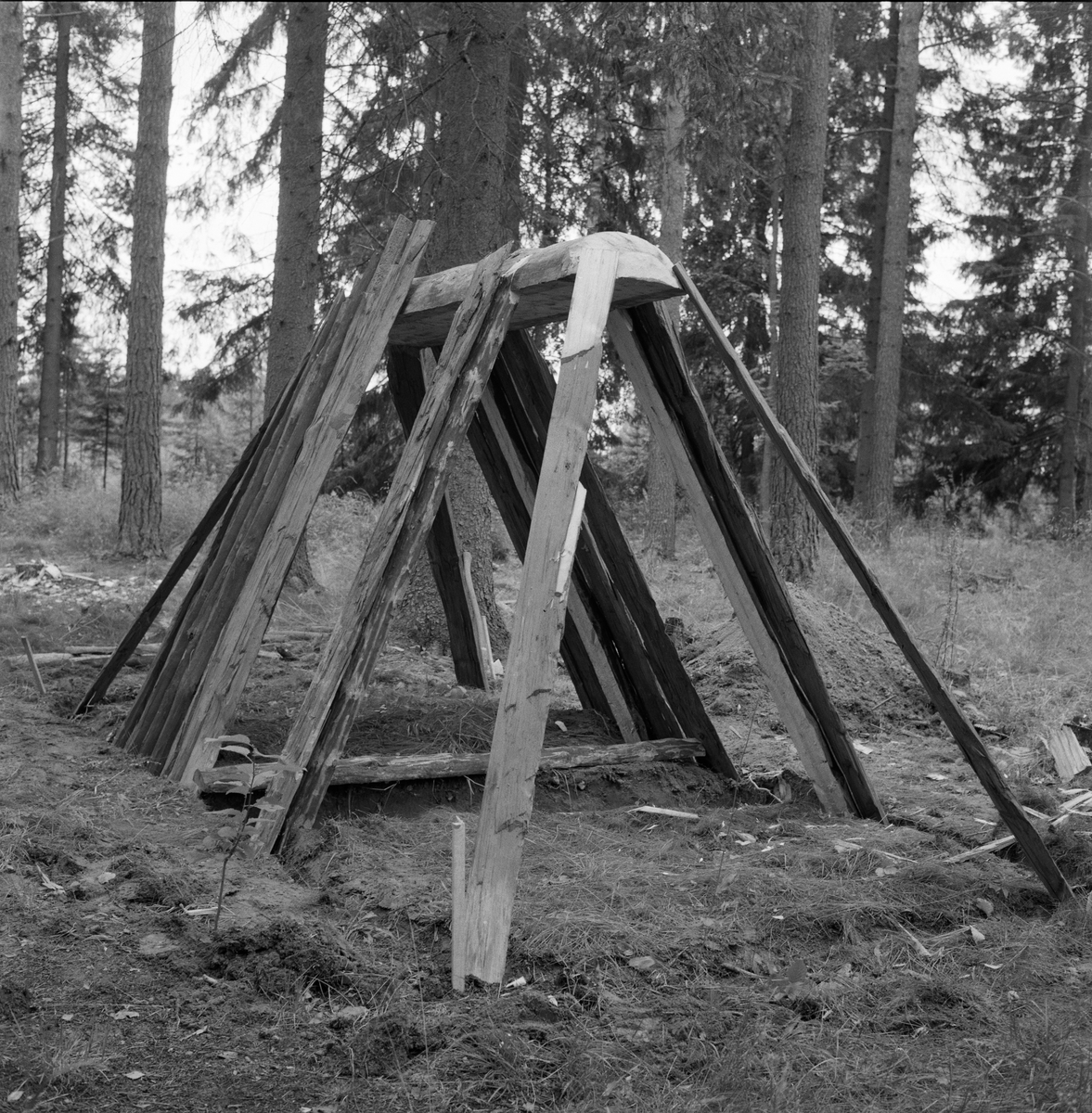 Bygging av jordkoie i Norsk Skogbruksmuseums friluftsmuseum på Prestøya i Elverum i 1962. Her ser vi bærekonstruksjoner av tre, som etter hvert skulle dekkes med fuktsperre av never og et isolerende lag av never, Bakgrunnen for dette var at museumsbestyrer Tore Fossum ble invitert til Sør-Trøndelag på befaring sammen med en lokal gardbruker og to skogfunksjonærer. På denne turen kom de forbi ei sammenrast jordkoie, som vakte Fossums interesse for denne bygningstypen. Han ville gjenskape et slikt husvær på museet.

Den sammenraste koia som skulle rekonstrueres hadde en avlang form, og målte cirka 4 X 2 meter.  Når man kom inn døra var det en nedgravning (forsenkning) som var cirka 35 centimeter djup.  Rommet var ellers delt i to soner, begge om lag 70 centimeter brede.  Langs gropkantene på begge sider var det lagt rundkavler, som sannsynligvis skulle forebygge utrasing og gi sitteplasser.  I Singsås ble forsenkningene inne i jordkoiene kalt for «aprossa».  Over aprossa ble det lagt en halvkløvning, som kunne brukes som bord.  På begge langsidene var det sengeplasser og rom for utstyr.  Karene lå direkte på bakken, med lyng og bar som underlag. 

Skjellettet i koia besto av en bukk med fire bein.  Åsen, som bar taket, var kløvd og telgjet til av ei diger tørrfuru.  Den nevnte åsen var 233 centimeter lang og 43 centimeter bred.  Mot bukken var det reist vegger av kløvd tørrfuru, «gadd», avbrutt av en smal åpning for døra.  Mot denne åpningen var det stilt halvkløvninger som var litt kraftigere enn de øvrige, fordi de skulle tjene som dørkarmer.  Sjølve døra var en enkel, rektangulær lemkonstruksjon, lagd av to kløvde bord.  Den hadde ikke hengsler, men handtak som ble brukt når den skulle løftes til side så beboerne kunne komme inn eller ut.  Halvkløvningsveggene hadde også en åpning for grua, vis a vis døra.  Ilegget og skorsteinen gikk så å si i ett, for rommet var det trangt.  I grua ble det plassert ei slags skjerding, en «kjel-jarnstolpe» som folk sa i Singsås.  I jordkoia ble det imidlertid ikke brukt jern i denne innretningen, men heller et tiltelgjet stammestykke med en gjensatt greinstump som kjelehankene kunne henges på.  Kjelejarnstolpen gikk i spor oppe og nede, og kunne lett svinges inn over varmen og tilbake. Etter at grua var ferdigmurt, ble det lagt liggende kløvninger over.  Utvendig var de beskrevne bærekonstruksjonene dekt med never og torv.