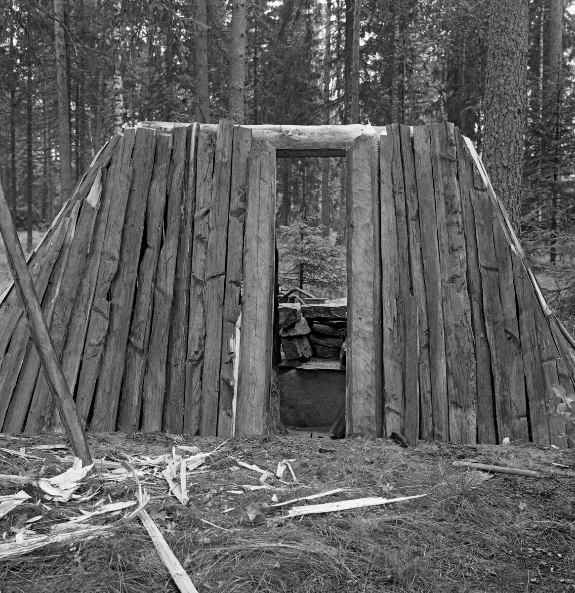 Rekonstruksjon av jordkoie fra Singsås i Sør-Trøndelag i Norsk Skogbruksmuseums friluftsmuseum på Prestøya i Elverum i 1962. Bakgrunnen for dette var at museumsbestyrer Tore Fossum ble invitert til Sør-Trøndelag på befaring sammen med en lokal gardbruker og to skogfunksjonærer. På denne turen kom de forbi ei sammenrast jordkoie, som vakte Fossums interesse for denne bygningstypen. Han ville gjenskape et slikt husvær på museet. Her ser vi bærekonstruksjonene av tre som etter hvert skulle dekkes med never og torv. 

Den sammenraste koia som skulle rekonstrueres hadde en avlang form, og målte cirka 4 X 2 meter.  Når man kom inn døra var det en nedgravning (forsenkning) som var cirka 35 centimeter djup.  Rommet var ellers delt i to soner, begge om lag 70 centimeter brede.  Langs gropkantene på begge sider var det lagt rundkavler, som sannsynligvis skulle forebygge utrasing og gi sitteplasser.  I Singsås ble forsenkningene inne i jordkoiene kalt for «aprossa».  Over aprossa ble det lagt en halvkløvning, som kunne brukes som bord.  På begge langsidene var det sengeplasser og rom for utstyr.  Karene lå direkte på bakken, med lyng og bar som underlag. 

Skjellettet i koia besto av en bukk med fire bein.  Åsen, som bar taket, var kløvd og telgjet til av ei diger tørrfuru.  Den nevnte åsen var 233 centimeter lang og 43 centimeter bred.  Mot bukken var det reist vegger av kløvd tørrfuru, «gadd», avbrutt av en smal åpning for døra.  Mot denne åpningen var det stilt halvkløvninger som var litt kraftigere enn de øvrige, fordi de skulle tjene som dørkarmer.  Sjølve døra var en enkel, rektangulær lemkonstruksjon, lagd av to kløvde bord.  Den hadde ikke hengsler, men handtak som ble brukt når den skulle løftes til side så beboerne kunne komme inn eller ut.  Halvkløvningsveggene hadde også en åpning for grua, vis a vis døra.  Ilegget og skorsteinen gikk så å si i ett, for rommet var det trangt.  I grua ble det plassert ei slags skjerding, en «kjel-jarnstolpe» som folk sa i Singsås.  I jordkoia ble det imidlertid ikke brukt jern i denne innretningen, men heller et tiltelgjet stammestykke med en gjensatt greinstump som kjelehankene kunne henges på.  Kjelejarnstolpen gikk i spor oppe og nede, og kunne lett svinges inn over varmen og tilbake. Etter at grua var ferdigmurt, ble det lagt liggende kløvninger over.  Utvendig var de beskrevne bærekonstruksjonene dekt med never og torv.