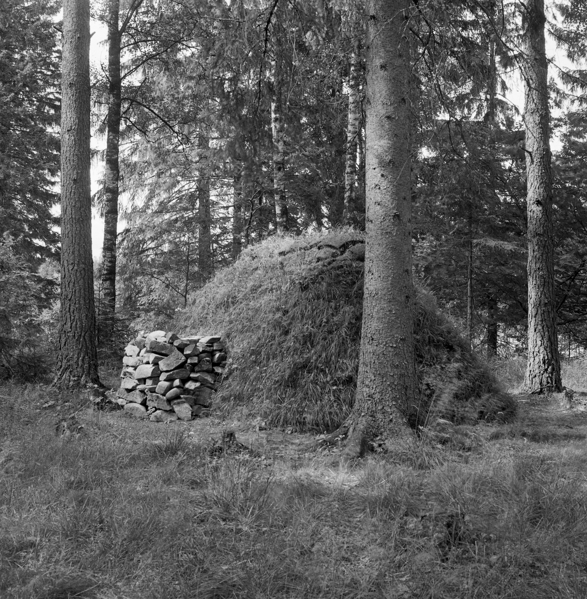 Ferdigbygd rekonstruksjon av jordkoie fra Fordalen i Singsås i Norsk Skogbruksmuseums friluftsmuseum på Prestøya i Elverum i 1962. Bakgrunnen for dette var at museumsbestyrer Tore Fossum ble invitert til Sør-Trøndelag på befaring sammen med en lokal gardbruker og to skogfunksjonærer. På denne turen kom de forbi ei sammenrast jordkoie, som vakte Fossums interesse for denne bygningstypen. Han ville gjenskape et slikt husvær på museet.

Den sammenraste koia som skulle rekonstrueres hadde en avlang form, og målte cirka 4 X 2 meter.  Når man kom inn døra var det en nedgravning (forsenkning) som var cirka 35 centimeter djup.  Rommet var ellers delt i to soner, begge om lag 70 centimeter brede.  Langs gropkantene på begge sider var det lagt rundkavler, som sannsynligvis skulle forebygge utrasing og gi sitteplasser.  I Singsås ble forsenkningene inne i jordkoiene kalt for «aprossa».  Over aprossa ble det lagt en halvkløvning, som kunne brukes som bord.  På begge langsidene var det sengeplasser og rom for utstyr.  Karene lå direkte på bakken, med lyng og bar som underlag. 

Skjellettet i koia besto av en bukk med fire bein.  Åsen, som bar taket, var kløvd og telgjet til av ei diger tørrfuru.  Den nevnte åsen var 233 centimeter lang og 43 centimeter bred.  Mot bukken var det reist vegger av kløvd tørrfuru, «gadd», avbrutt av en smal åpning for døra.  Mot denne åpningen var det stilt halvkløvninger som var litt kraftigere enn de øvrige, fordi de skulle tjene som dørkarmer.  Sjølve døra var en enkel, rektangulær lemkonstruksjon, lagd av to kløvde bord.  Den hadde ikke hengsler, men handtak som ble brukt når den skulle løftes til side så beboerne kunne komme inn eller ut.  Halvkløvningsveggene hadde også en åpning for grua, vis a vis døra.  Ilegget og skorsteinen gikk så å si i ett, for rommet var det trangt.  I grua ble det plassert ei slags skjerding, en «kjel-jarnstolpe» som folk sa i Singsås.  I jordkoia ble det imidlertid ikke brukt jern i denne innretningen, men heller et tiltelgjet stammestykke med en gjensatt greinstump som kjelehankene kunne henges på.  Kjelejarnstolpen gikk i spor oppe og nede, og kunne lett svinges inn over varmen og tilbake. Etter at grua var ferdigmurt, ble det lagt liggende kløvninger over.  Utvendig var de beskrevne bærekonstruksjonene dekt med never og torv.