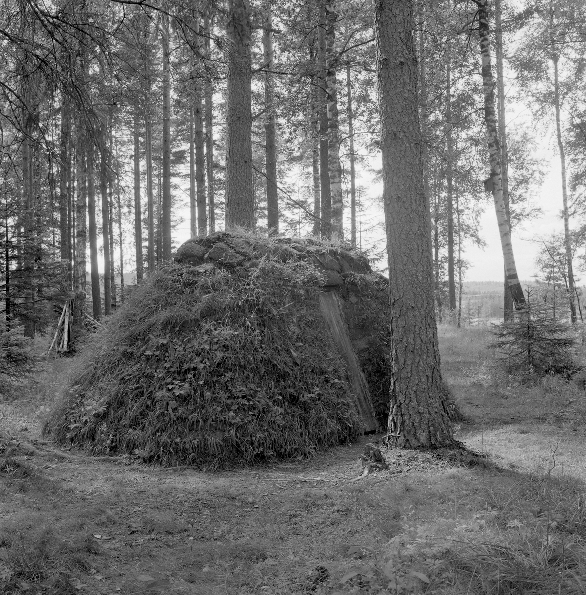 Ferdigbygd rekonstruksjon av jordkoie fra Fordalen i Singsås i Norsk Skogbruksmuseums friluftsmuseum på Prestøya i Elverum i 1962. Bakgrunnen for dette var at museumsbestyrer Tore Fossum ble invitert til Sør-Trøndelag på befaring sammen med en lokal gardbruker og to skogfunksjonærer. På denne turen kom de forbi ei sammenrast jordkoie, som vakte Fossums interesse for denne bygningstypen. Han ville gjenskape et slikt husvær på museet.

Den sammenraste koia som skulle rekonstrueres hadde en avlang form, og målte cirka 4 X 2 meter.  Når man kom inn døra var det en nedgravning (forsenkning) som var cirka 35 centimeter djup.  Rommet var ellers delt i to soner, begge om lag 70 centimeter brede.  Langs gropkantene på begge sider var det lagt rundkavler, som sannsynligvis skulle forebygge utrasing og gi sitteplasser.  I Singsås ble forsenkningene inne i jordkoiene kalt for «aprossa».  Over aprossa ble det lagt en halvkløvning, som kunne brukes som bord.  På begge langsidene var det sengeplasser og rom for utstyr.  Karene lå direkte på bakken, med lyng og bar som underlag. 

Skjellettet i koia besto av en bukk med fire bein.  Åsen, som bar taket, var kløvd og telgjet til av ei diger tørrfuru.  Den nevnte åsen var 233 centimeter lang og 43 centimeter bred.  Mot bukken var det reist vegger av kløvd tørrfuru, «gadd», avbrutt av en smal åpning for døra.  Mot denne åpningen var det stilt halvkløvninger som var litt kraftigere enn de øvrige, fordi de skulle tjene som dørkarmer.  Sjølve døra var en enkel, rektangulær lemkonstruksjon, lagd av to kløvde bord.  Den hadde ikke hengsler, men handtak som ble brukt når den skulle løftes til side så beboerne kunne komme inn eller ut.  Halvkløvningsveggene hadde også en åpning for grua, vis a vis døra.  Ilegget og skorsteinen gikk så å si i ett, for rommet var det trangt.  I grua ble det plassert ei slags skjerding, en «kjel-jarnstolpe» som folk sa i Singsås.  I jordkoia ble det imidlertid ikke brukt jern i denne innretningen, men heller et tiltelgjet stammestykke med en gjensatt greinstump som kjelehankene kunne henges på.  Kjelejarnstolpen gikk i spor oppe og nede, og kunne lett svinges inn over varmen og tilbake. Etter at grua var ferdigmurt, ble det lagt liggende kløvninger over.  Utvendig var de beskrevne bærekonstruksjonene dekt med never og torv.